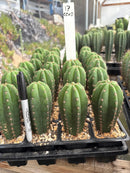 Cactus Seedlings Trichocereus Hybrid 2.5-Inch Pot Green Varieties