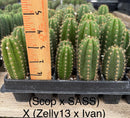 Cactus Seedlings Trichocereus Hybrid 2.5-Inch Pot Green Varieties by The Succulent Source