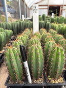 Cactus Seedlings Trichocereus Hybrid 2.5-Inch Pot Green Varieties