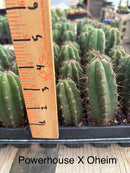 Cactus Seedlings Trichocereus Hybrid 2.5-Inch Pot Green Varieties by The Succulent Source