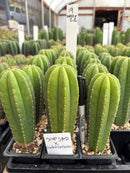 Cactus Seedlings Trichocereus Hybrid 2.5-Inch Pot Green Varieties