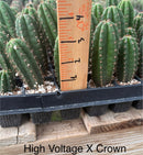 Cactus Seedlings Trichocereus Hybrid 2.5-Inch Pot Green Varieties by The Succulent Source