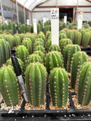 Cactus Seedlings Trichocereus Hybrid 2.5-Inch Pot Green Varieties