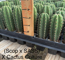 Cactus Seedlings Trichocereus Hybrid 2.5-Inch Pot Green Varieties by The Succulent Source