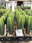 Cactus Seedlings Trichocereus Hybrid 2.5-Inch Pot Green Varieties