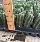 Cactus Seedlings Trichocereus Hybrid 2.5-Inch Pot Green Varieties by The Succulent Source