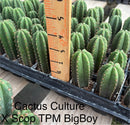Cactus Seedlings Trichocereus Hybrid 2.5-Inch Pot Green Varieties by The Succulent Source
