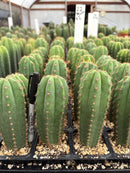 Cactus Seedlings Trichocereus Hybrid 2.5-Inch Pot Green Varieties