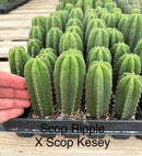 Cactus Seedlings Trichocereus Hybrid 2.5-Inch Pot Green Varieties by The Succulent Source
