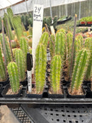 Cactus Seedlings Trichocereus Hybrid 2.5-Inch Pot Green Varieties