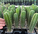 Cactus Seedlings Trichocereus Hybrid 2.5-Inch Pot Green Varieties by The Succulent Source