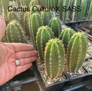 Cactus Seedlings Trichocereus Hybrid 2.5-Inch Pot Green Varieties by The Succulent Source