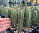Cactus Seedlings Trichocereus Hybrid 2.5-Inch Pot Green Varieties by The Succulent Source
