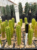 Cactus Seedlings Trichocereus Hybrid 2.5-Inch Pot Green Varieties