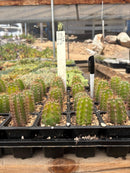 Cactus Seedlings Trichocereus Hybrid 2.5-Inch Pot Green Varieties