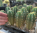 Cactus Seedlings Trichocereus Hybrid 2.5-Inch Pot Green Varieties by The Succulent Source