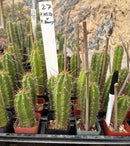 Cactus Seedlings Trichocereus Hybrid 2.5-Inch Pot Green Varieties