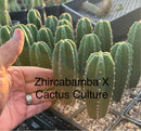 Cactus Seedlings Trichocereus Hybrid 2.5-Inch Pot Green Varieties by The Succulent Source