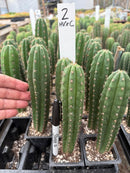 Cactus Seedlings Trichocereus Hybrid 2.5-Inch Pot Green Varieties