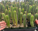 Cactus Seedlings Trichocereus Hybrid 2.5-Inch Pot Green Varieties by The Succulent Source