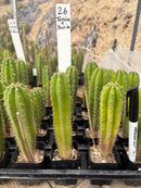 Cactus Seedlings Trichocereus Hybrid 2.5-Inch Pot Green Varieties