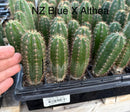 Cactus Seedlings Trichocereus Hybrid 2.5-Inch Pot Green Varieties by The Succulent Source