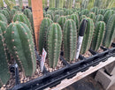Cactus Seedlings Trichocereus Hybrid 2.5-Inch Pot Green Varieties by The Succulent Source