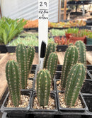 Cactus Seedlings Trichocereus Hybrid 2.5-Inch Pot Green Varieties