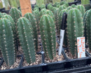 Cactus Seedlings Trichocereus Hybrid 2.5-Inch Pot Green Varieties by The Succulent Source