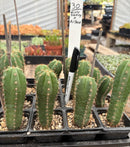Cactus Seedlings Trichocereus Hybrid 2.5-Inch Pot Green Varieties