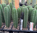 Cactus Seedlings Trichocereus Hybrid 2.5-Inch Pot Green Varieties by The Succulent Source