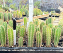 Cactus Seedlings Trichocereus Hybrid 2.5-Inch Pot Green Varieties