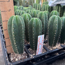 Cactus Seedlings Trichocereus Hybrid 2.5-Inch Pot Green Varieties by The Succulent Source
