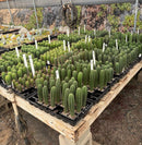 Cactus Seedlings Trichocereus Hybrid 2.5-Inch Pot Green Varieties