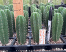 Cactus Seedlings Trichocereus Hybrid 2.5-Inch Pot Green Varieties by The Succulent Source