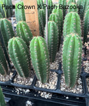 Cactus Seedlings Trichocereus Hybrid 2.5-Inch Pot Green Varieties by The Succulent Source