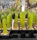 Cactus Seedlings Trichocereus Hybrid 2.5-Inch Pot Green Varieties