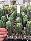 Cactus Seedlings Trichocereus Hybrid 2.5-Inch Pot Green Varieties