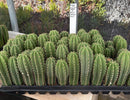 Cactus Seedlings Trichocereus Hybrid 2.5-Inch Pot Green Varieties
