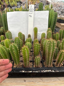 Cactus Seedlings Trichocereus Hybrid 2.5-Inch Pot Green Varieties