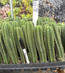Cactus Seedlings Trichocereus Hybrid 2.5-Inch Pot Green Varieties