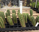 Cactus Seedlings Trichocereus Hybrid 2.5-Inch Pot Green Varieties