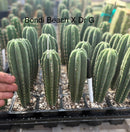 Cactus Seedlings Trichocereus Hybrid 2.5-Inch Pot Green Varieties by The Succulent Source