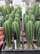 Cactus Seedlings Trichocereus Hybrid 2.5-Inch Pot Green Varieties