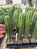 Cactus Seedlings Trichocereus Hybrid 2.5-Inch Pot Green Varieties