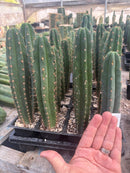 Cactus Seedlings Trichocereus Hybrid 2.5-Inch Pot Green Varieties by The Succulent Source