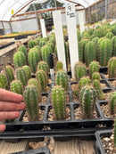 Cactus Seedlings Trichocereus Hybrid 2.5-Inch Pot Green Varieties