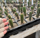 Cactus Seedlings Trichocereus Hybrid 2.5-Inch Pot Green Varieties by The Succulent Source