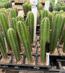 Cactus Seedlings Trichocereus Hybrid 2.5-Inch Pot Green Varieties