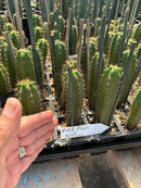 Cactus Seedlings Trichocereus Hybrid 2.5-Inch Pot Green Varieties by The Succulent Source
